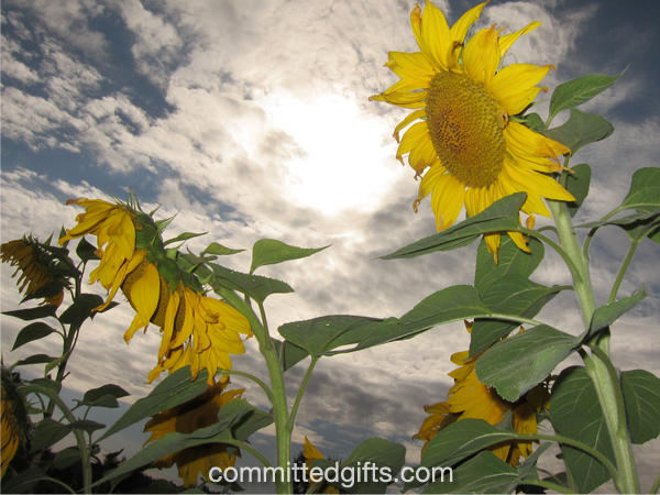 Dramatic sunflower shot with flash