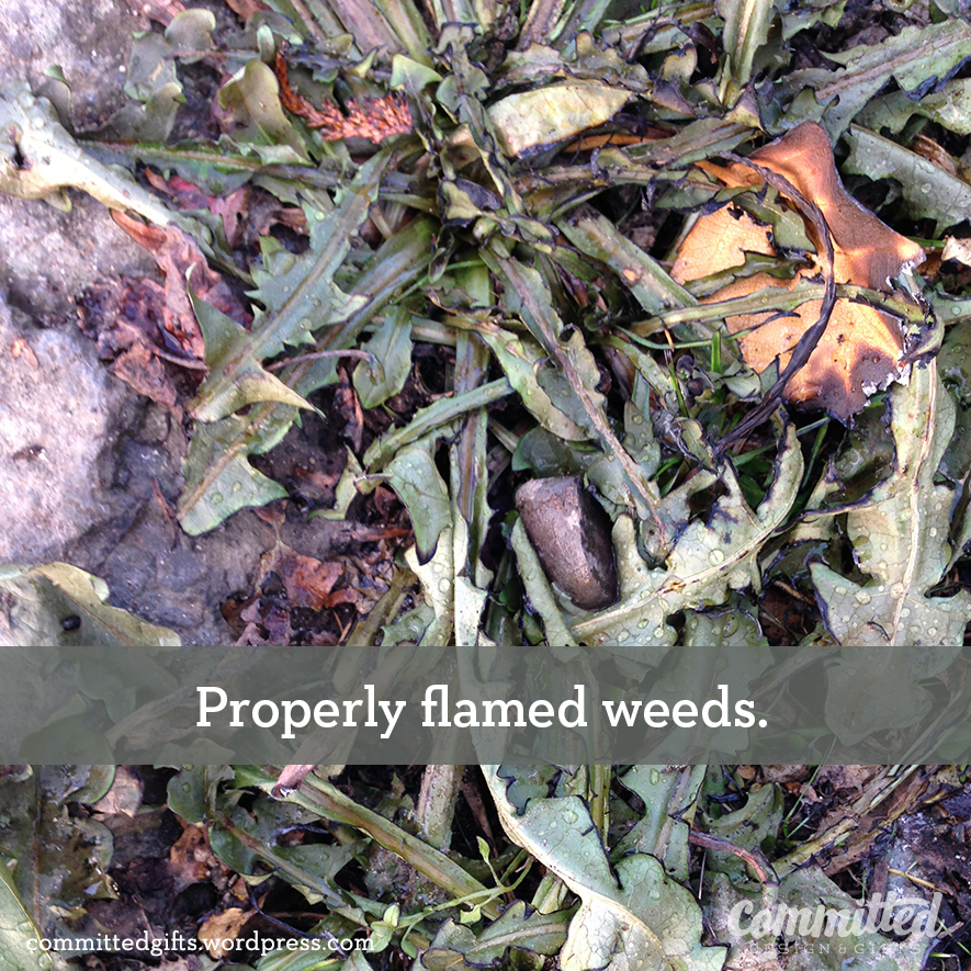 Wilted weeds from flame weeding.